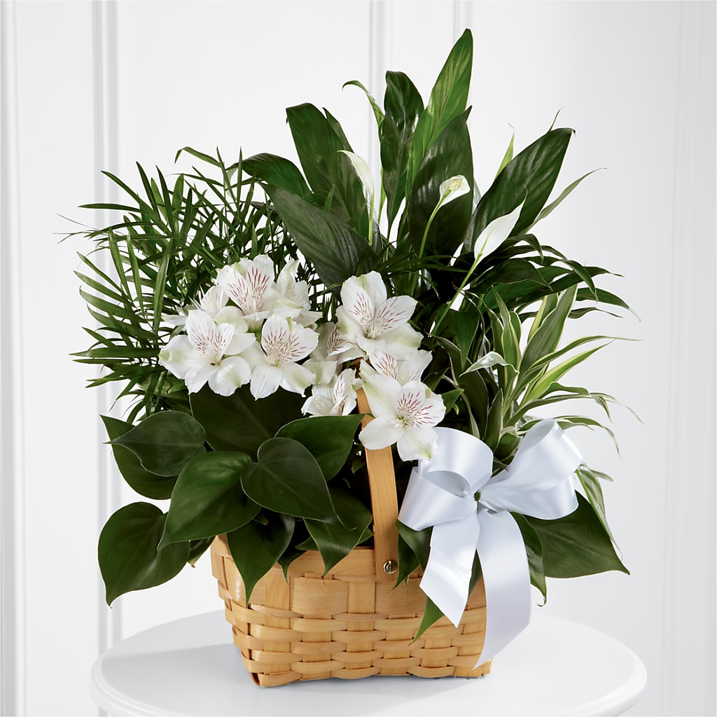 Peace & Serenity Dishgarden – CHARLY'S FLOWERS, San Jose CA