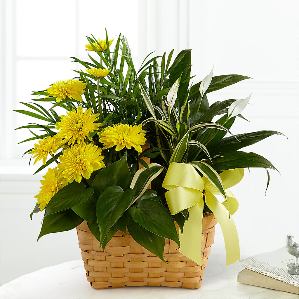 Loving Light Dishgarden – CHARLY'S FLOWERS, San Jose CA