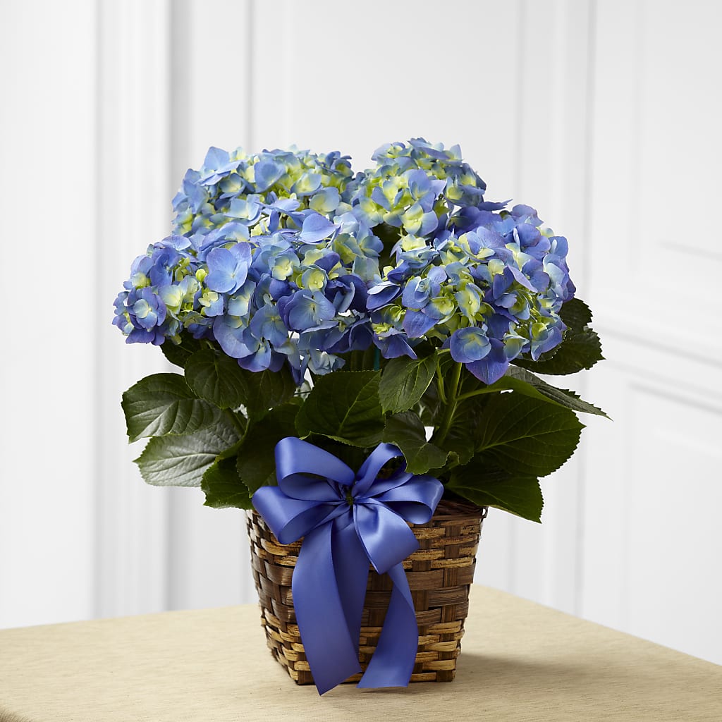 Blue Hydrangea Planter – CHARLY'S FLOWERS, San Jose CA