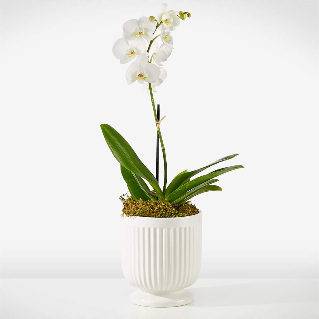Whispering White Orchid – CHARLY'S FLOWERS, San Jose CA