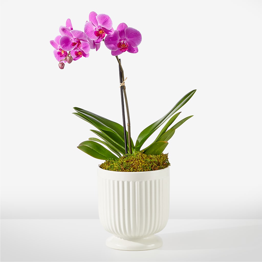 Friendly Fuchsia Orchid – CHARLY'S FLOWERS, San Jose CA