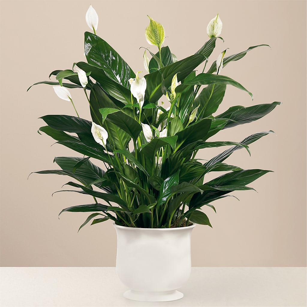 Comfort Planter – CHARLY'S FLOWERS, San Jose CA