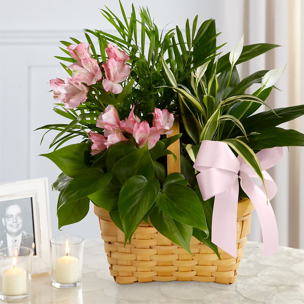 Living Spirit Dishgarden – CHARLY'S FLOWERS, San Jose CA