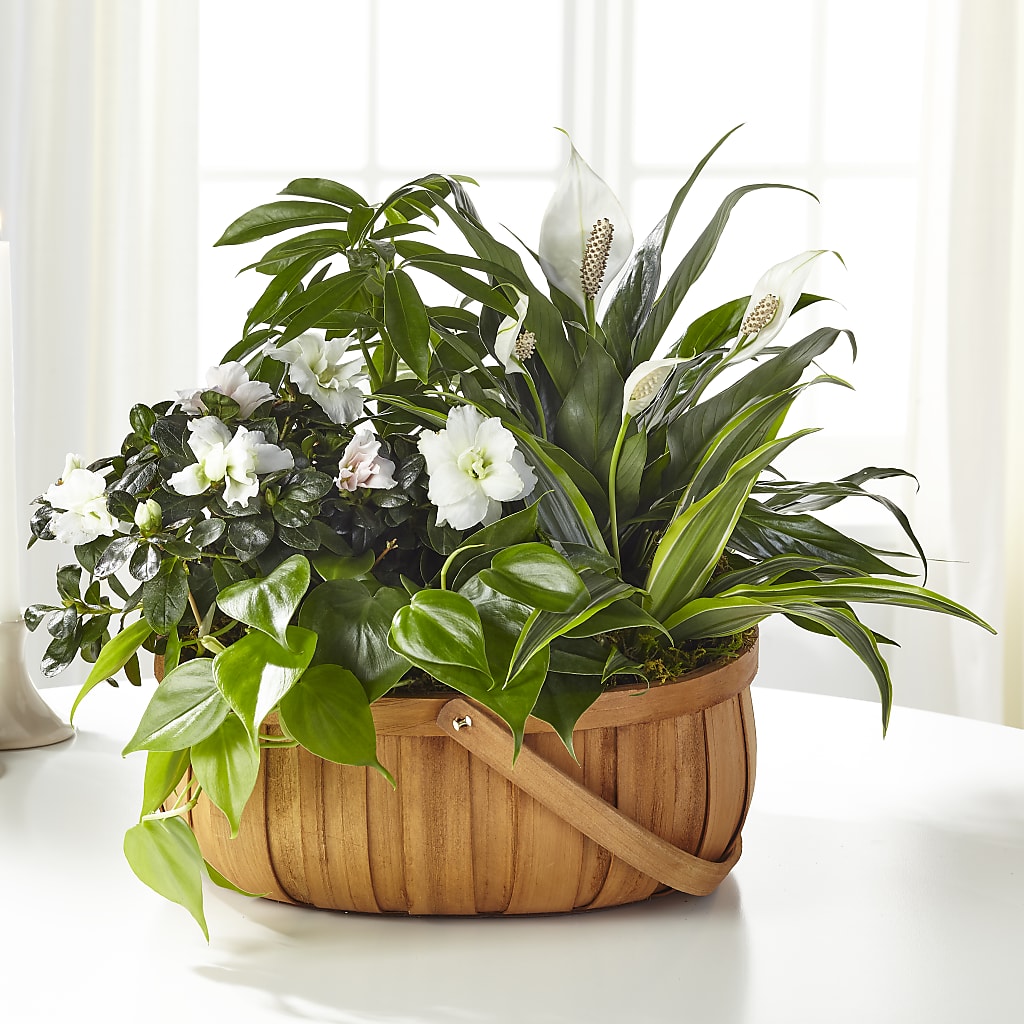 Serene Dishgarden – CHARLY'S FLOWERS, San Jose CA