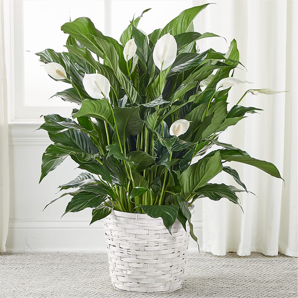 A New Leaf Peace Lily – CHARLY'S FLOWERS, San Jose CA