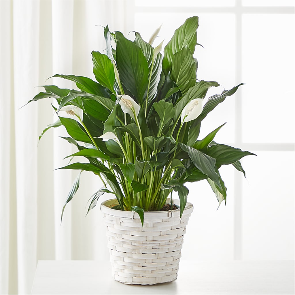 A New Leaf Peace Lily – CHARLY'S FLOWERS, San Jose CA