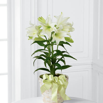 Easter Lily Plant – CHARLY'S FLOWERS, San Jose CA