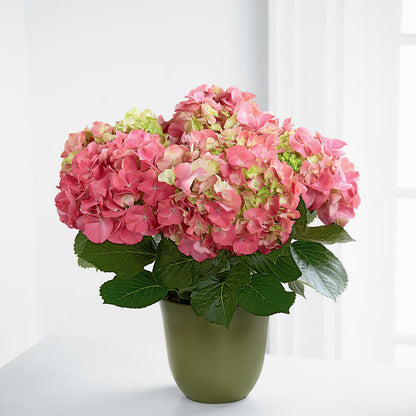 Pink Hydrangea Planter – CHARLY'S FLOWERS, San Jose CA