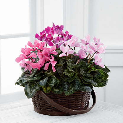 Mixed Cyclamen Planter – CHARLY'S FLOWERS, San Jose CA