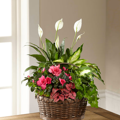 Dream in Pink Dishgarden – CHARLY'S FLOWERS, San Jose CA