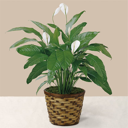 Tranquil Moments Peace Lily Plant – CHARLY'S FLOWERS, San Jose CA