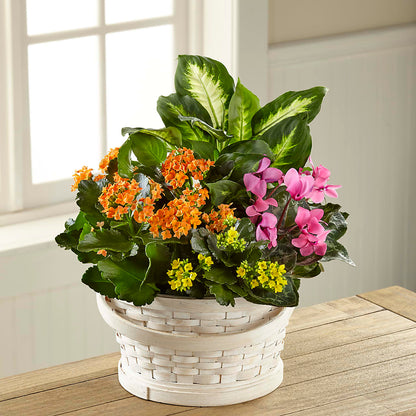 Color Crush Dishgarden – CHARLY'S FLOWERS, San Jose CA