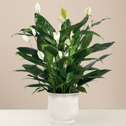 Comfort Planter – CHARLY'S FLOWERS, San Jose CA