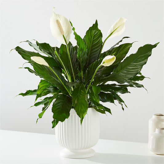 Comfort Planter – CHARLY'S FLOWERS, San Jose CA
