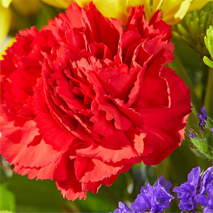 Brighter Days Bouquet – CHARLY'S FLOWERS, San Jose CA