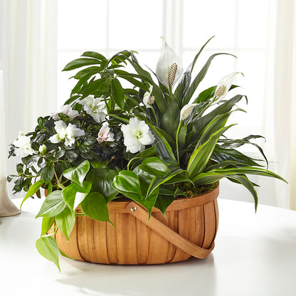 Serene Dishgarden – CHARLY'S FLOWERS, San Jose CA
