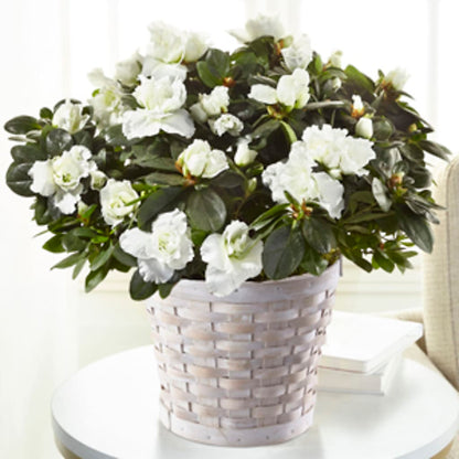 White Azalea Plant – CHARLY'S FLOWERS, San Jose CA