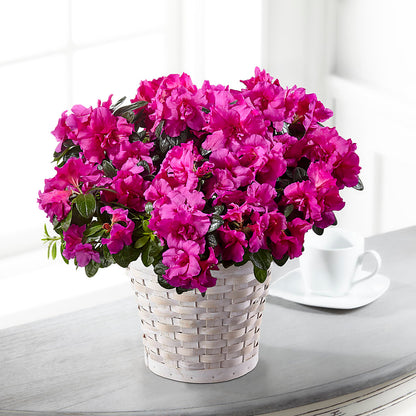 Hope & Serenity Azalea Plant – CHARLY'S FLOWERS, San Jose CA