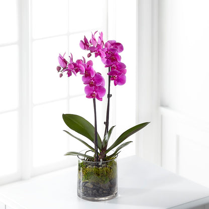 Pink Orchid Plant – CHARLY'S FLOWERS, San Jose CA