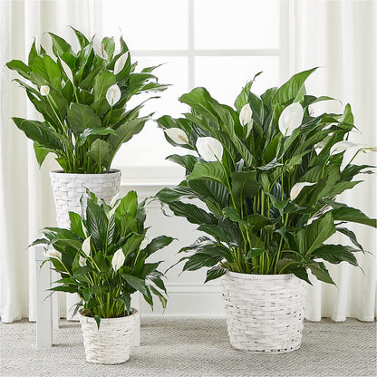 A New Leaf Peace Lily – CHARLY'S FLOWERS, San Jose CA