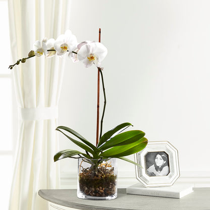 White Orchid Planter – CHARLY'S FLOWERS, San Jose CA